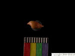 L_V22d6516 A16q576.2 T927 dM sh f245